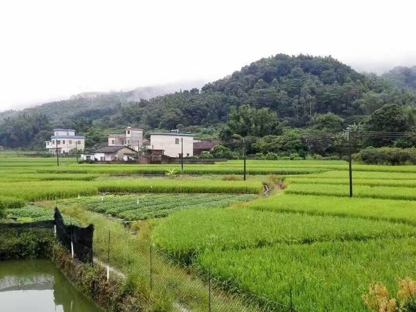广州归园田居民宿