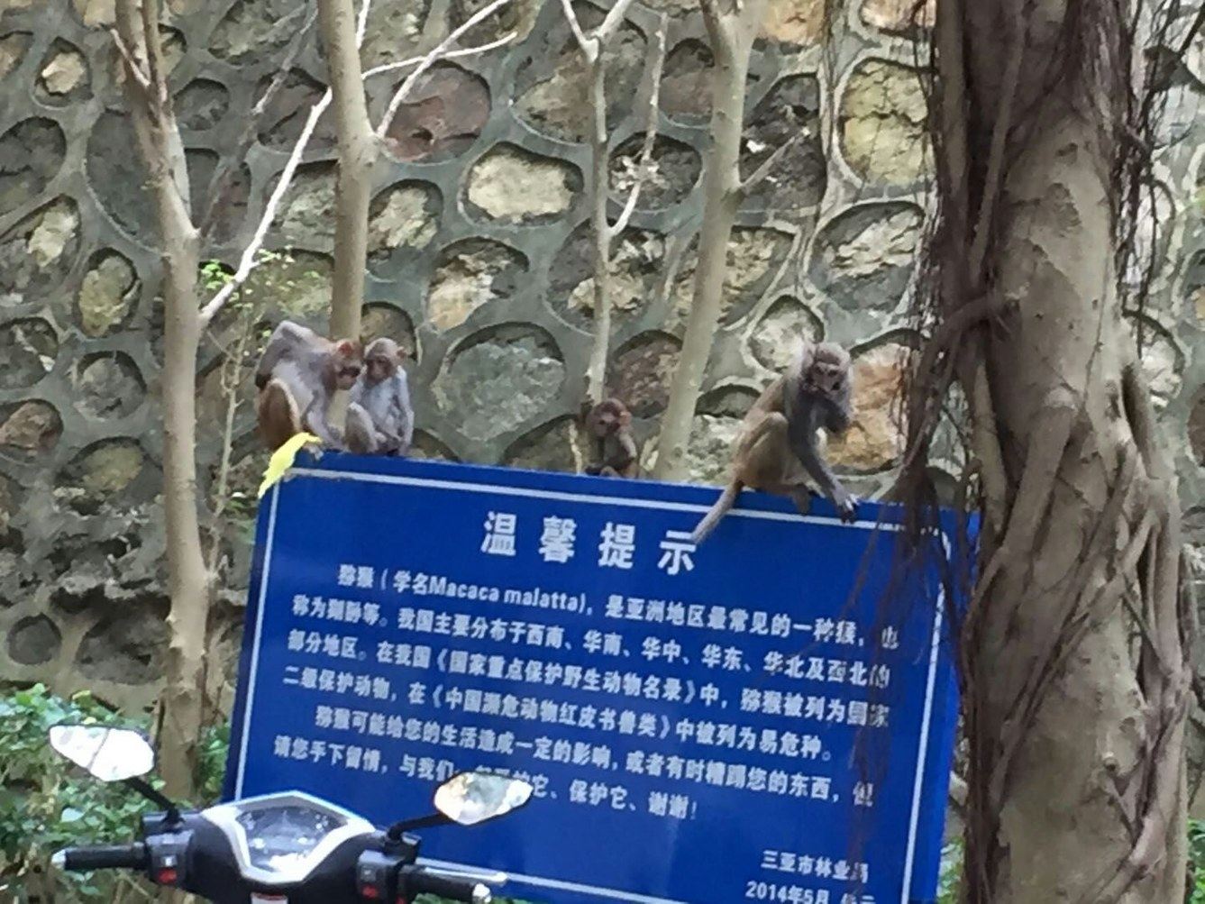 三亚周晓丹普通公寓
