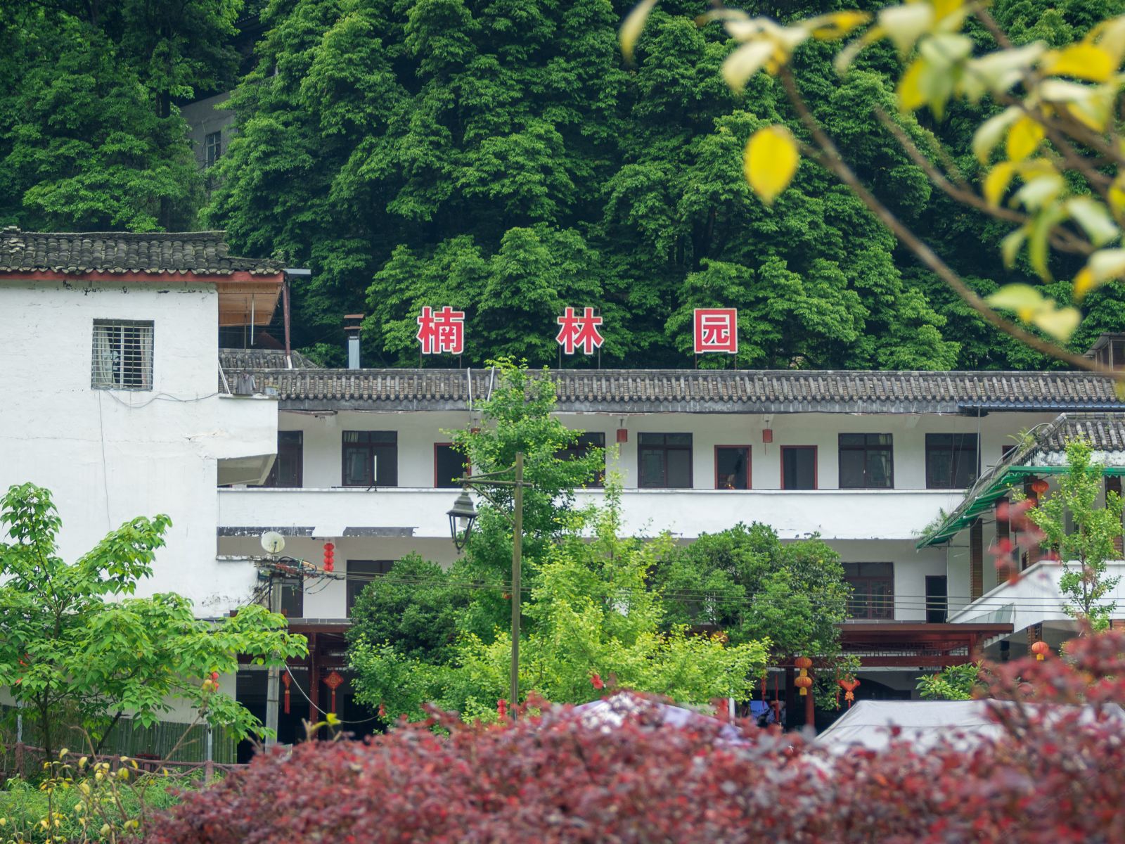 都江堰青城山成都青城山大哥楠林园