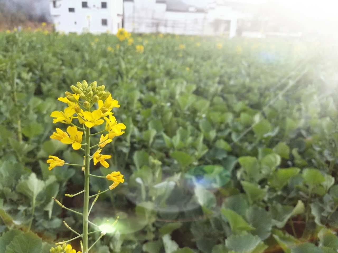 婺源桂花邸山庄