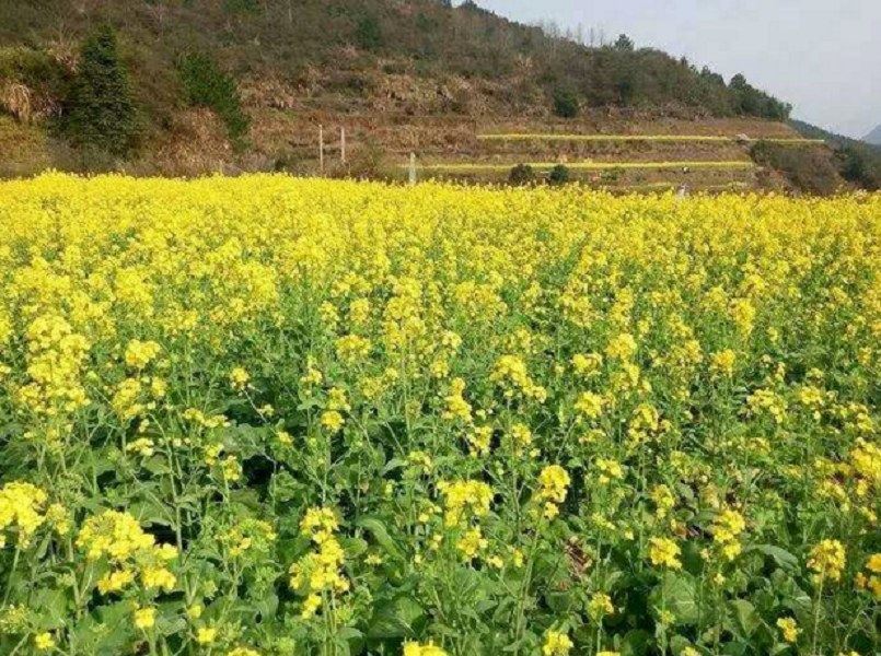 婺源江岭河东客栈
