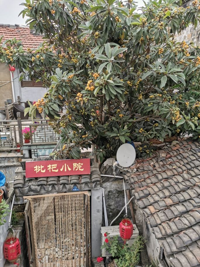 西塘枇杷小院