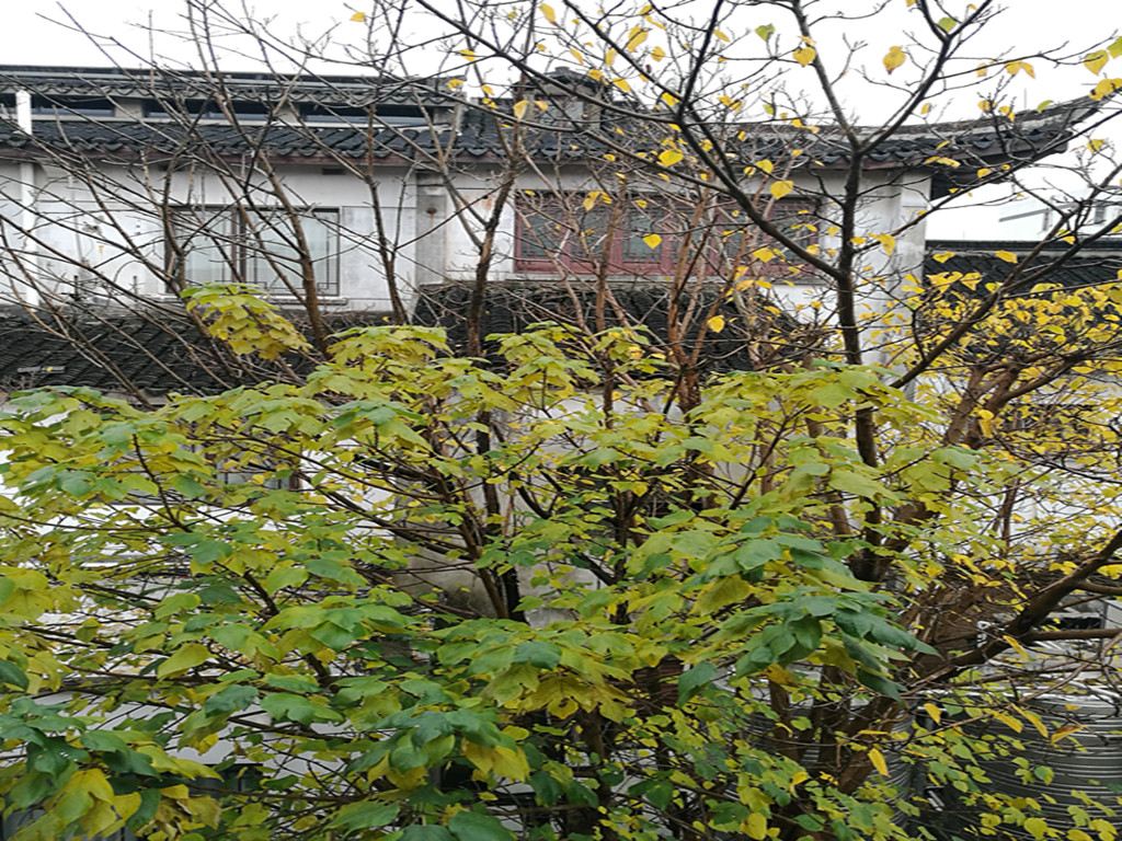 西塘且听风吟美宿