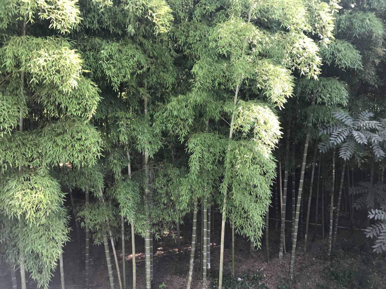 溧阳森林农家乐