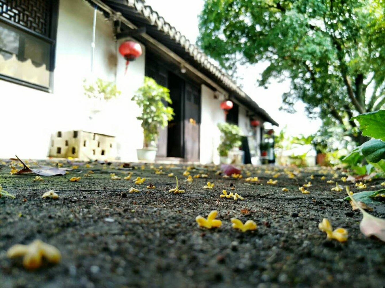 上海枕流草堂客栈