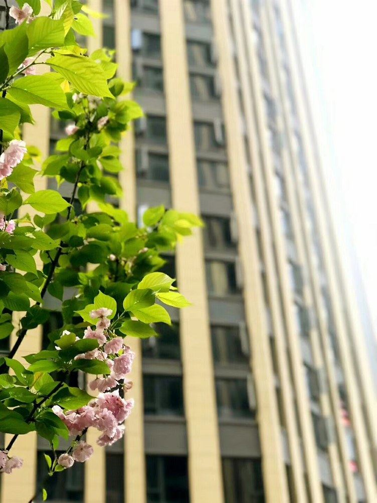 重庆橘绿澄黄公寓