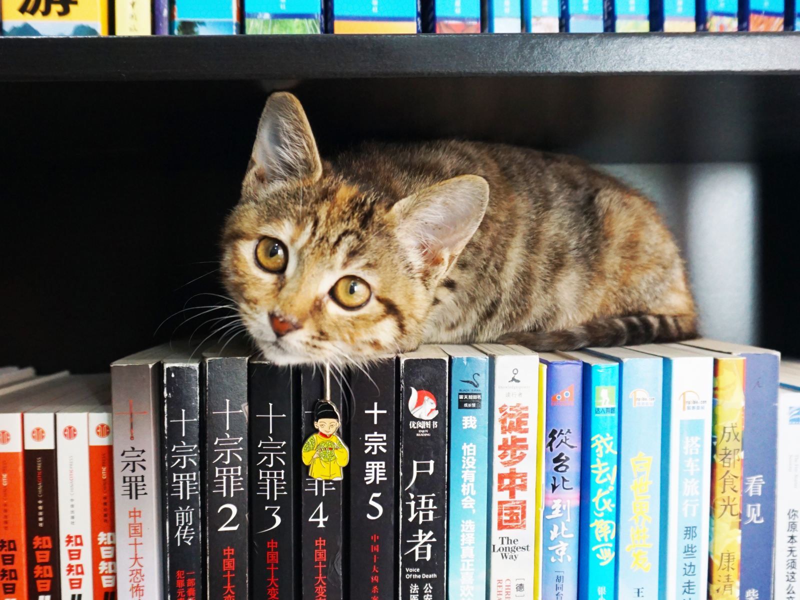 其他