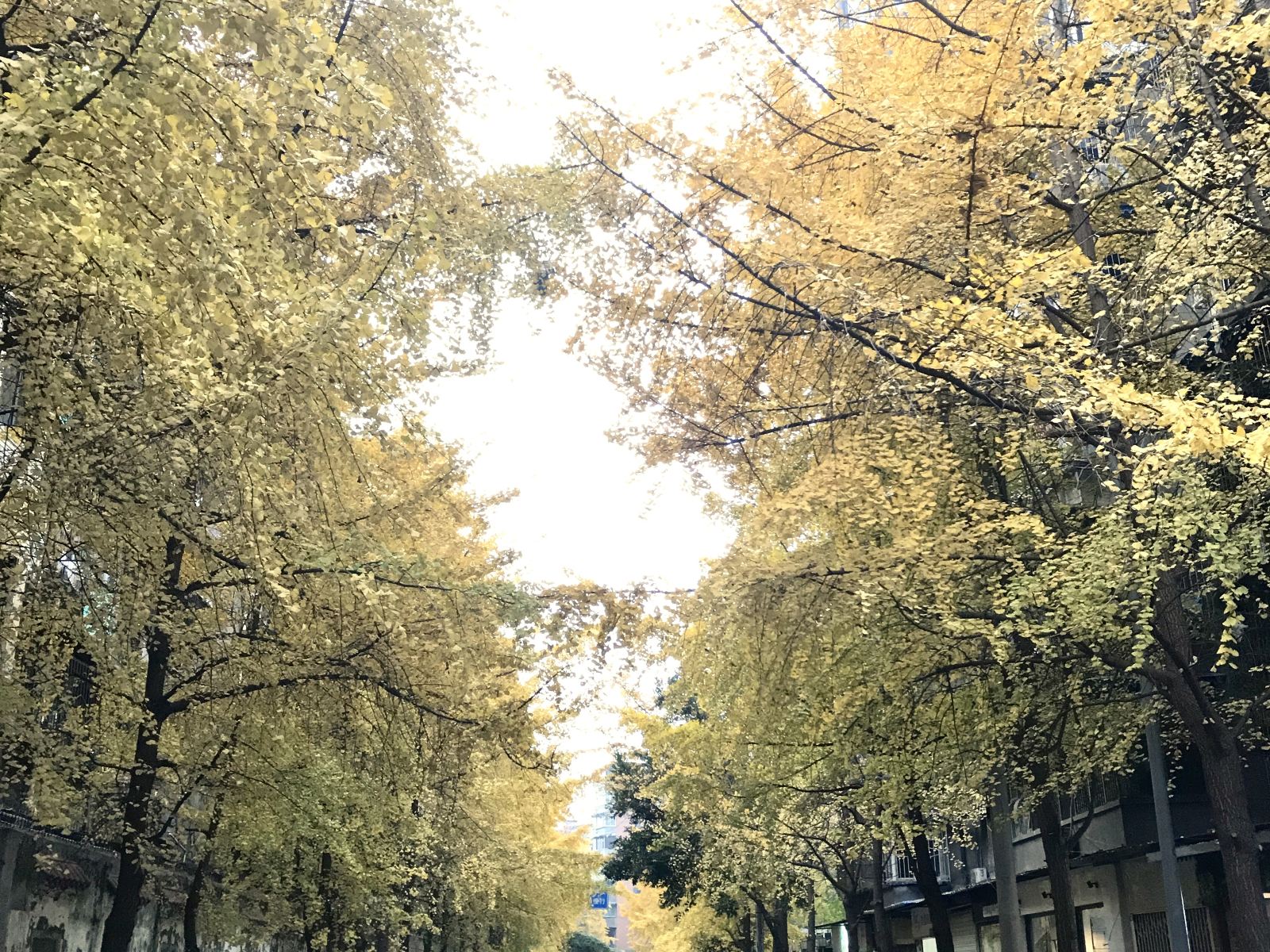 成都荷西青年旅舍宽窄巷子店