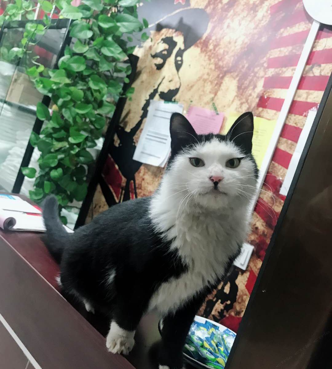 其他