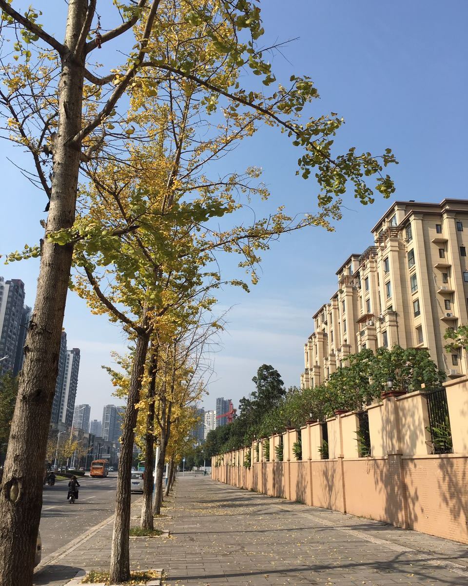 重庆恋旧的喵喵公寓酒店