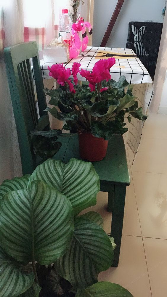 苏州小猪家客栈