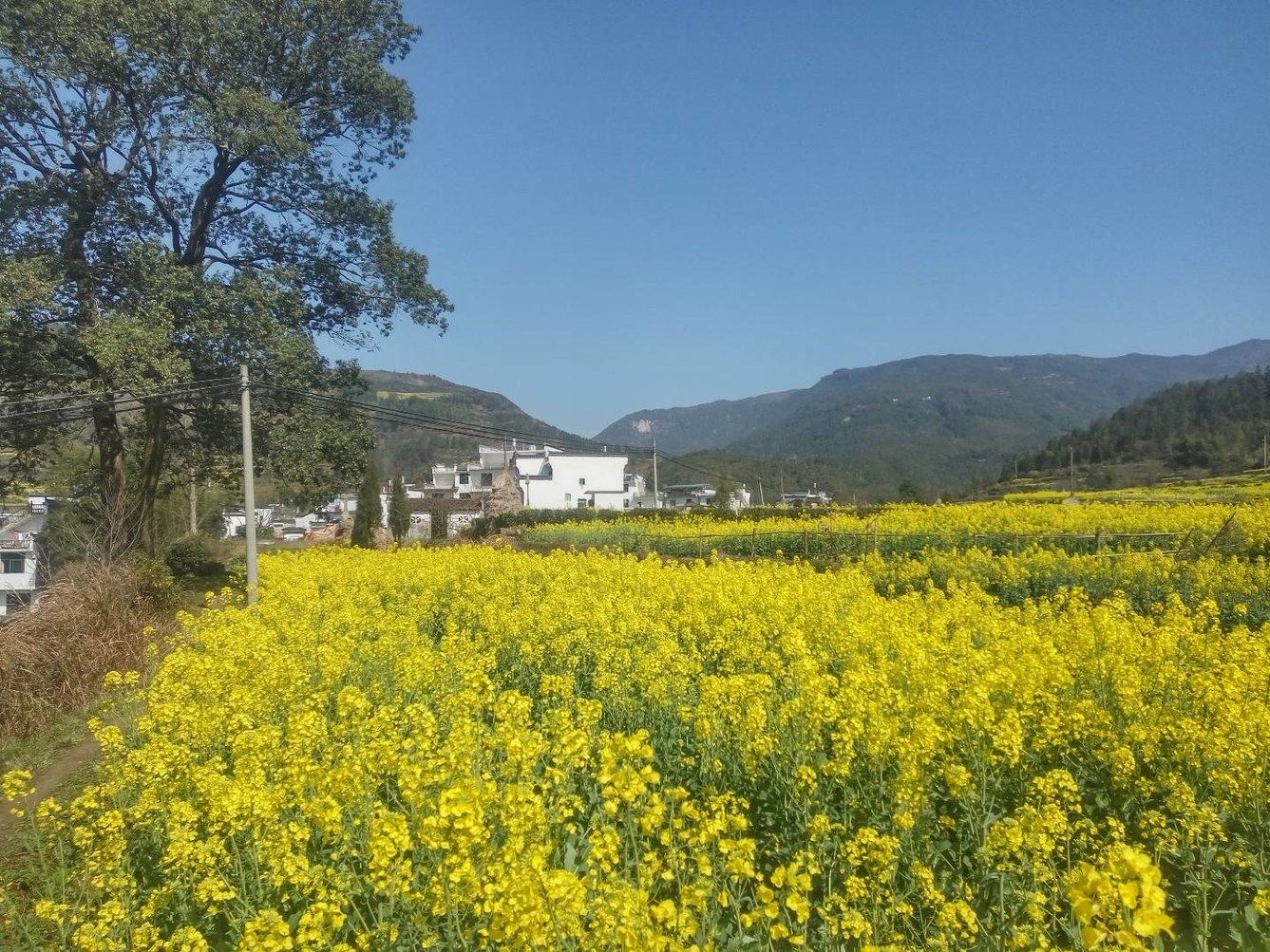 婺源江岭花田里客栈