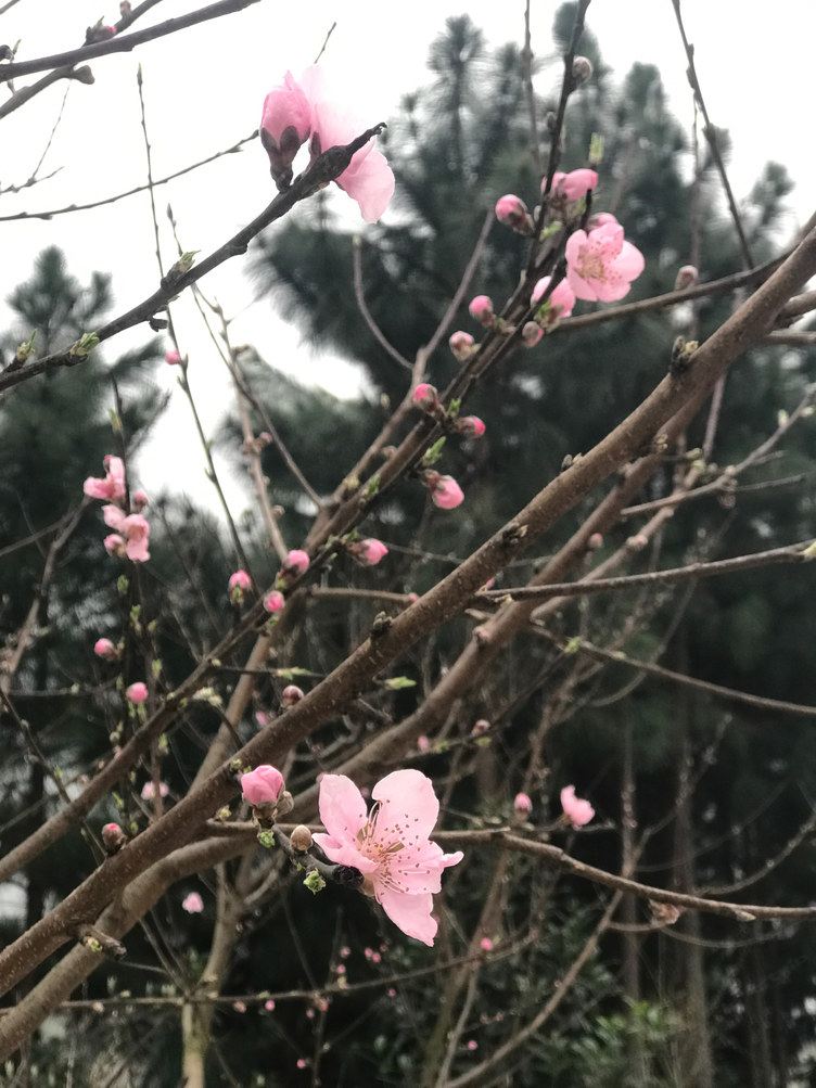 岳阳报喜鸟民宿