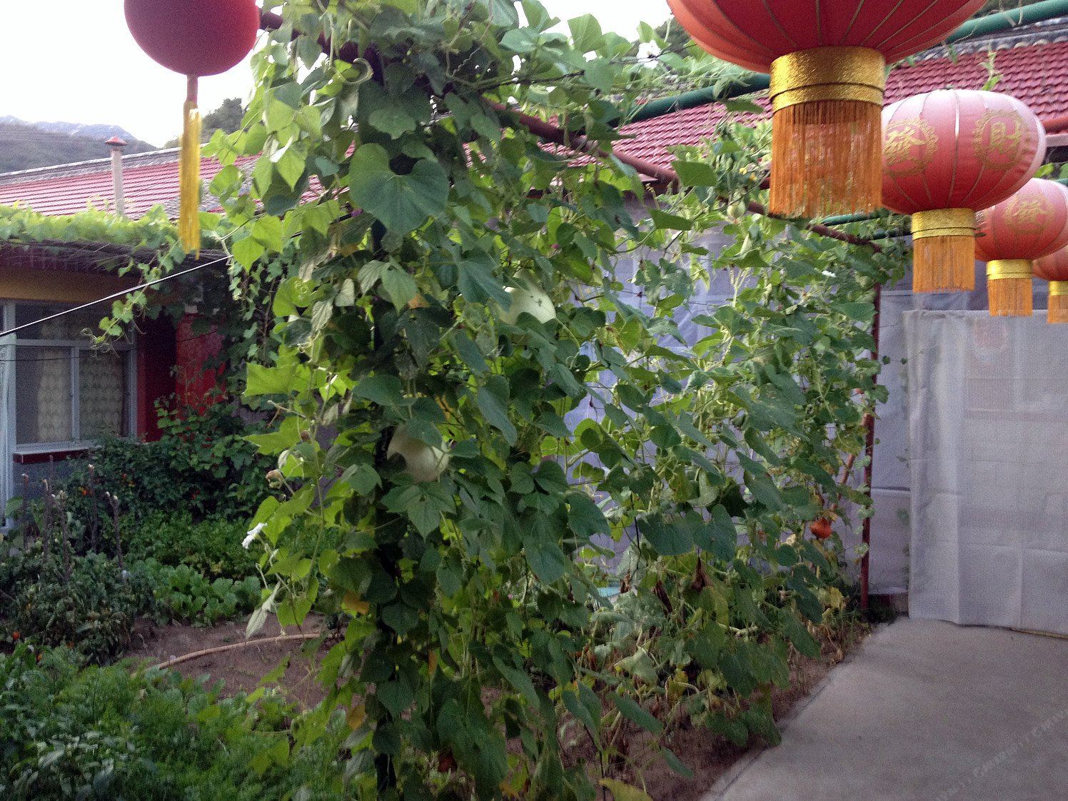 北京白桦林刘伟兴旺民俗农家院
