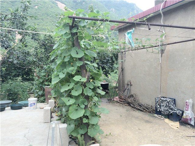 天津义龙农家院