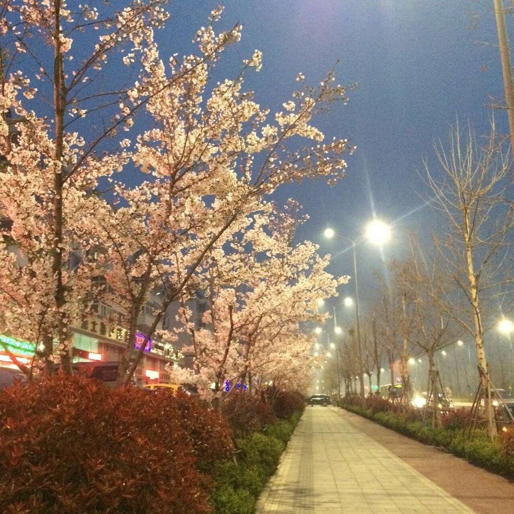 青岛高乐高普通公寓