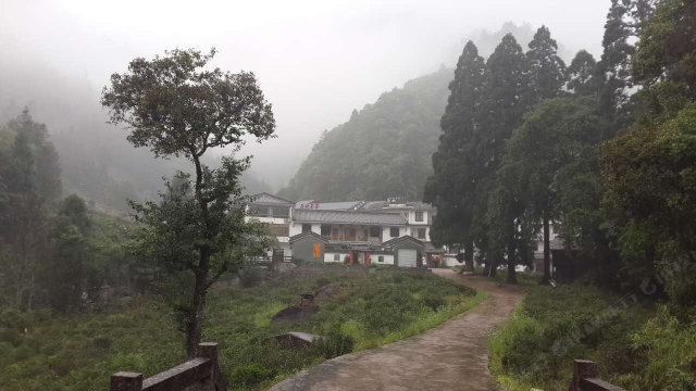 武夷山关坪茶业