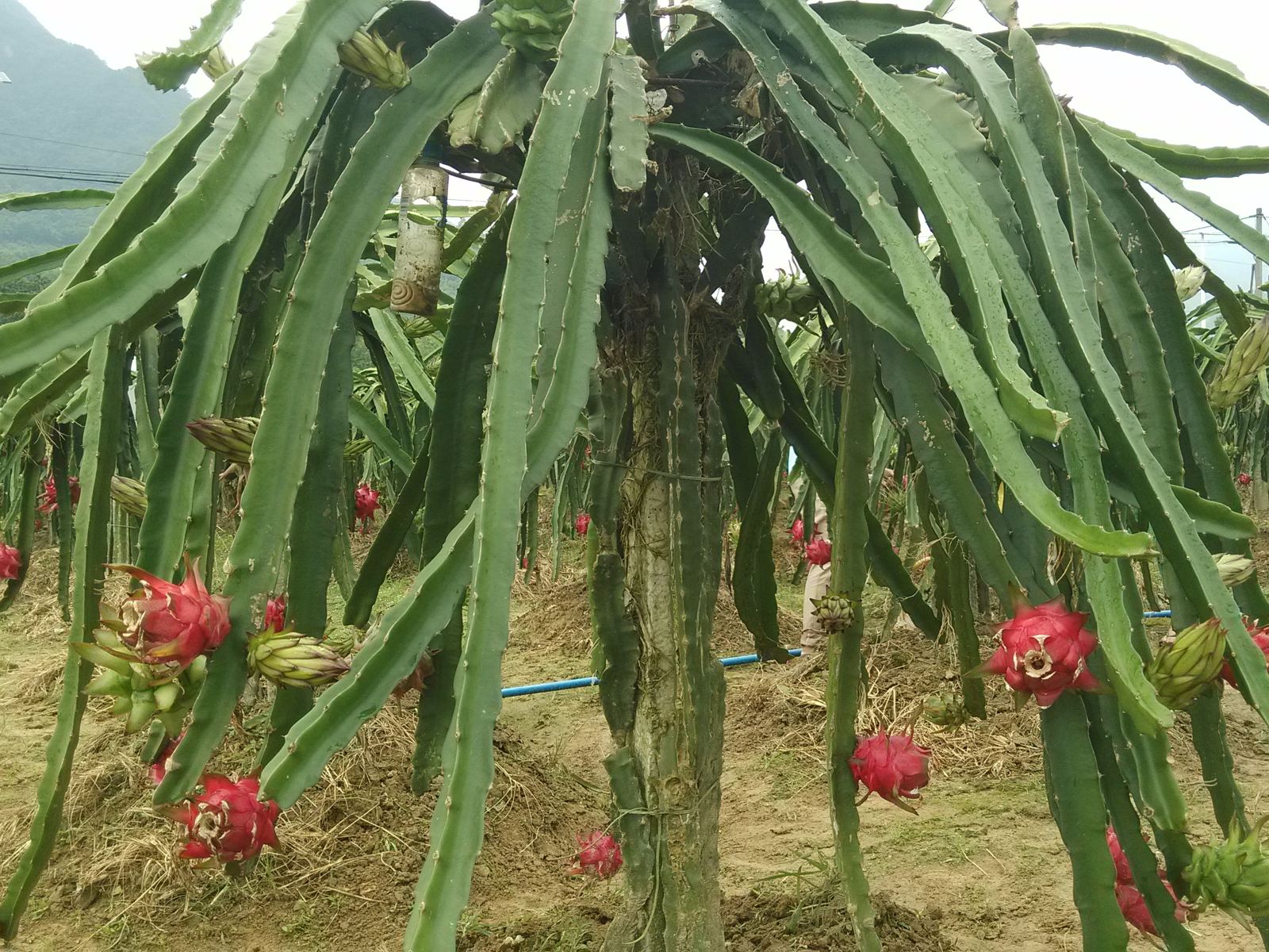 广州温泉富力尊逸度假别墅