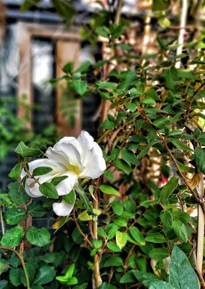 广州433生活客栈