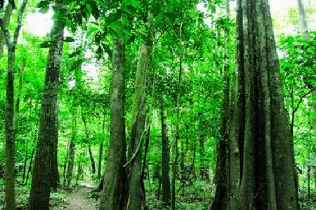 海南三亚呀诺达热带雨林一日游 加45元\/人增订
