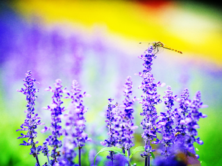 日本北海道5晚6日自助游 天津直飞札幌,入住洞