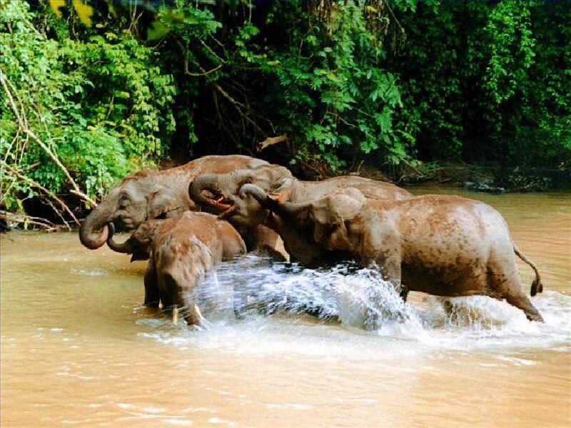 西双版纳野象谷