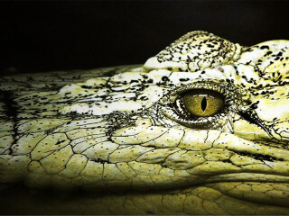 RAV4推荐[自选套餐] 广州长隆旅游度假景区自