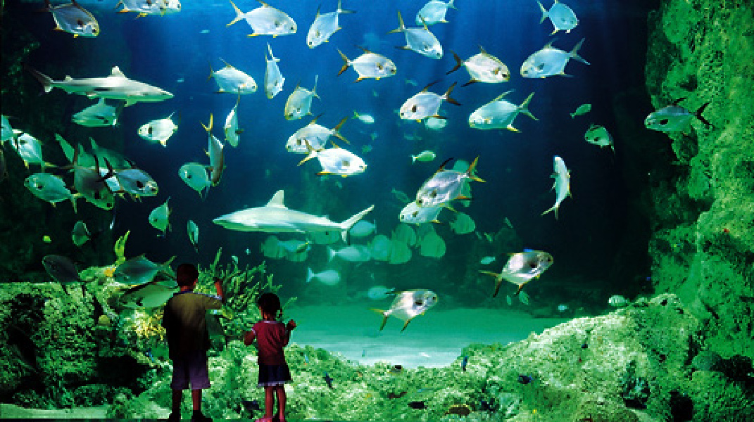 悉尼水族馆展示着海豹