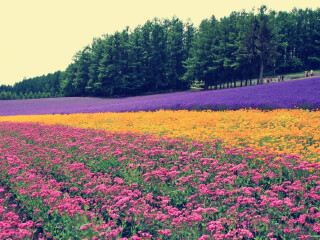 日本北海道5晚6日自助游 天津直飞札幌,入住洞