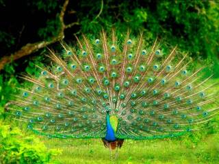 斯里兰卡迷情之旅6晚7日自助游 上海斯航直飞