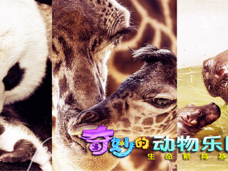 RAV4推荐[自选套餐] 广州长隆旅游度假景区自