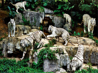 广州长隆野生动物园自驾2日游 宿长隆周边自选