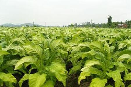 food_picture