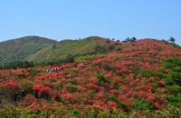 赏高山杜鹃