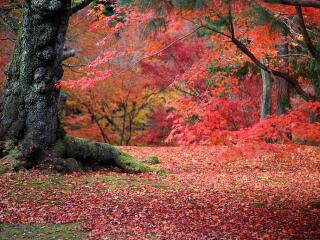 日韩游轮浪漫八日游