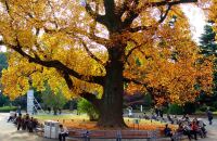 参观代代木公园