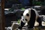 休宁大熊猫生态乐园