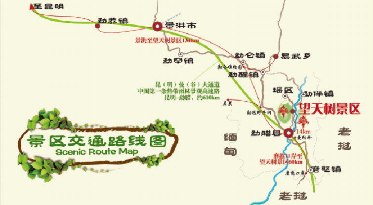 西双版纳望天树