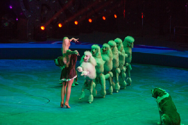 珠海珠海长隆国际马戏城简介_介绍_珠海珠海