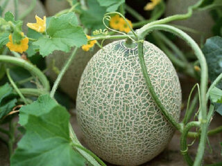 【瓜州蜜瓜】价格_专卖店_哪里买