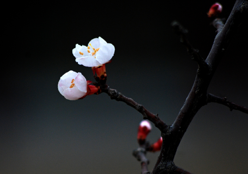 2014南京国际梅花节