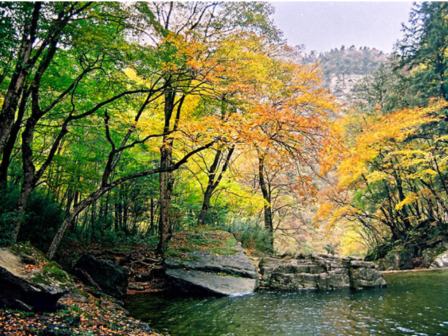 前往巴山深处的绿色明珠,级名胜风景区黎坪森林公园