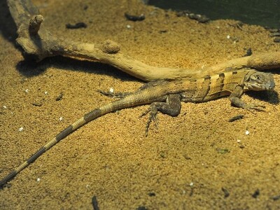 【上海大自然野生昆虫馆门票价格