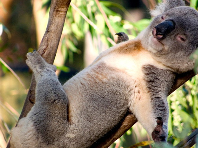 龙柏考拉保护区位(koala sanctuary in lone