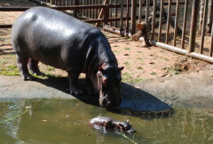 海南热带野生动植物园 景点模块