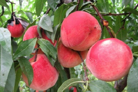 food_picture