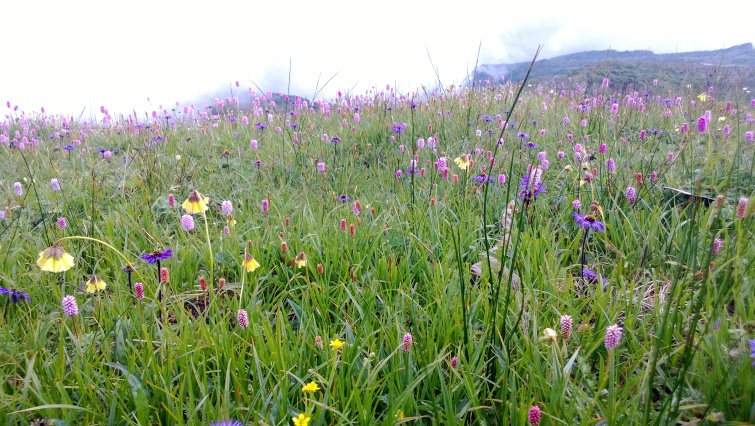 昆明轿子雪山简介_介绍_昆明轿子雪山旅游简