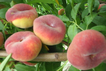 food_picture