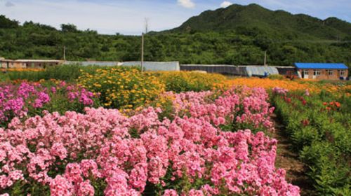 【四季花海门票价格】2018四季花海门票团购,预订_途牛