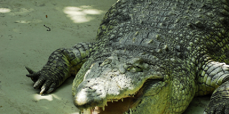 动物园参观鳄鱼馆攻略_柏林动物园游玩攻略大